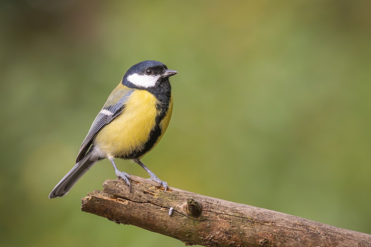 Great Tit - ML645773719