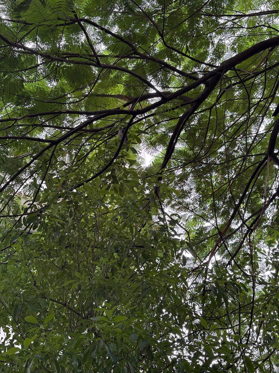 vrabec domácí - ML645773720