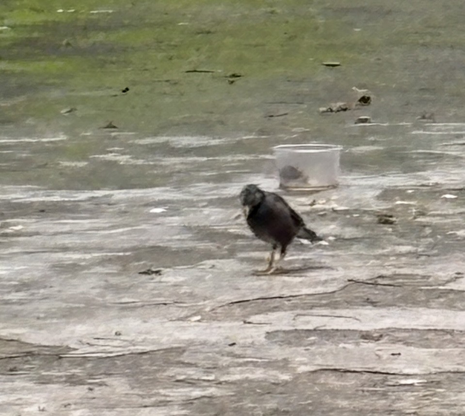 Common Myna - ML645773729