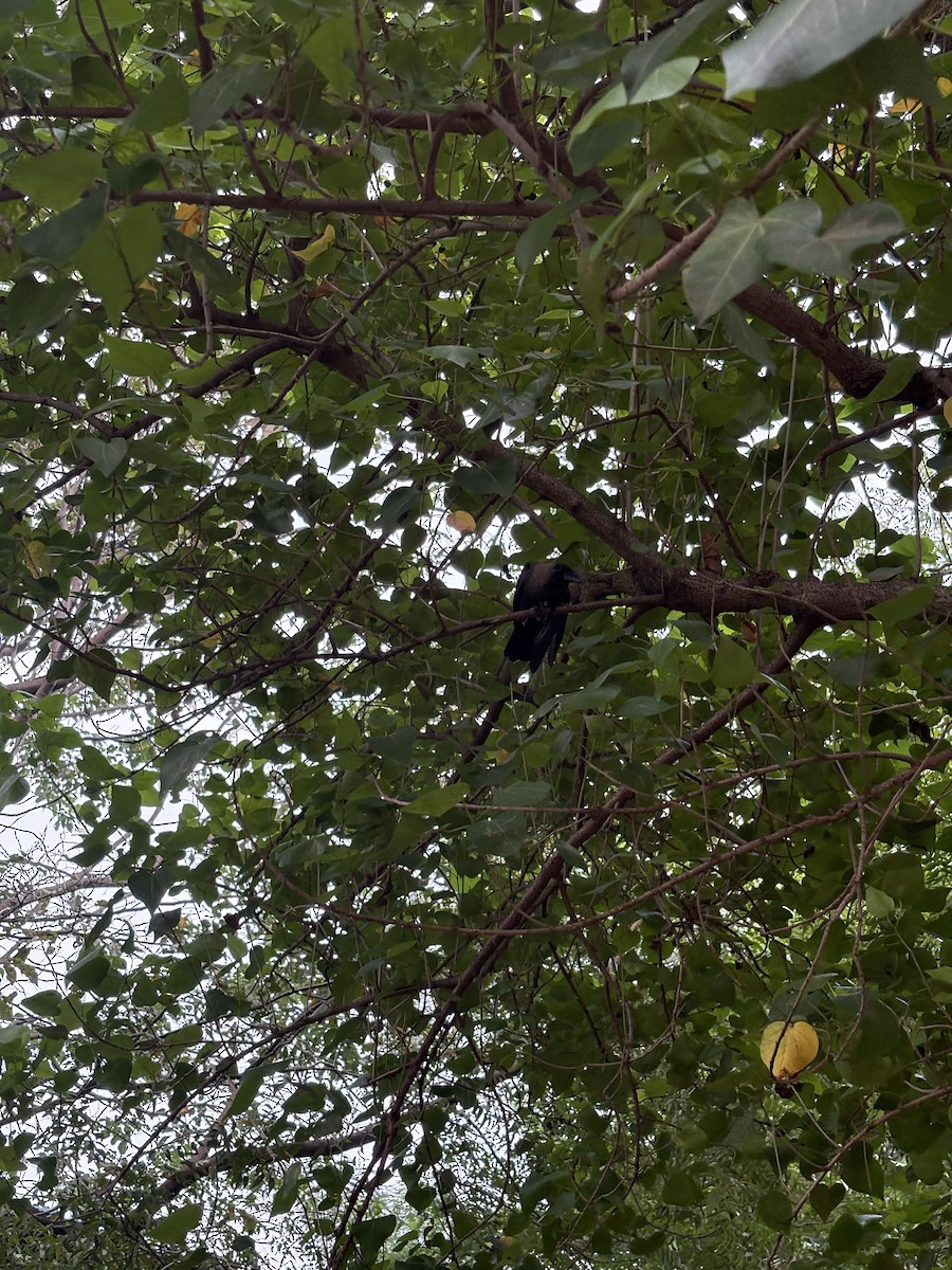 crow sp. - ML645773730