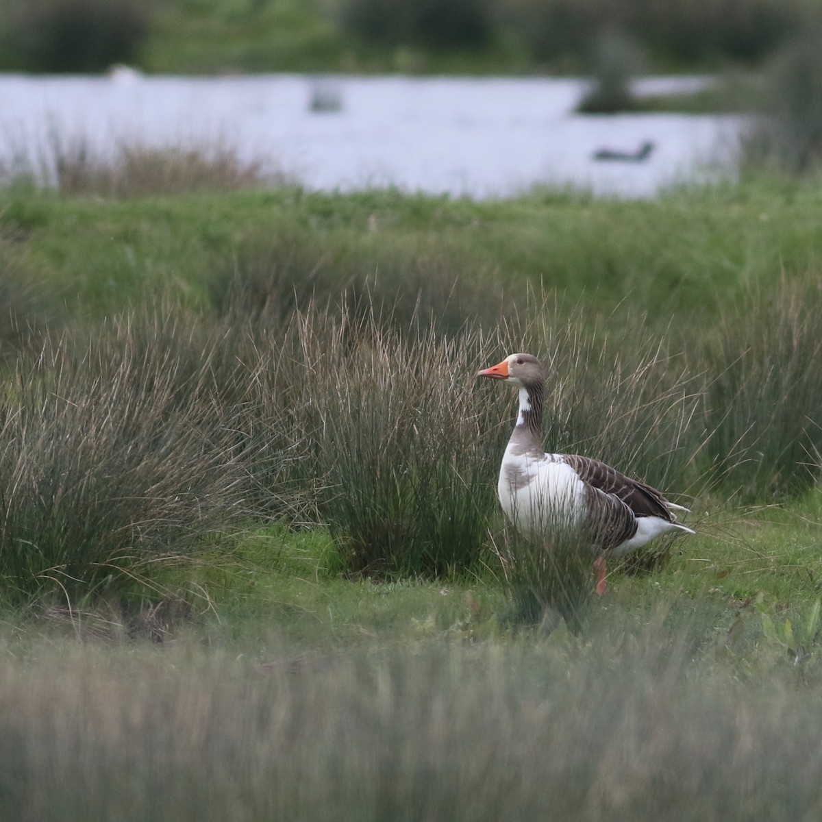 Oie cendrée - ML645773738