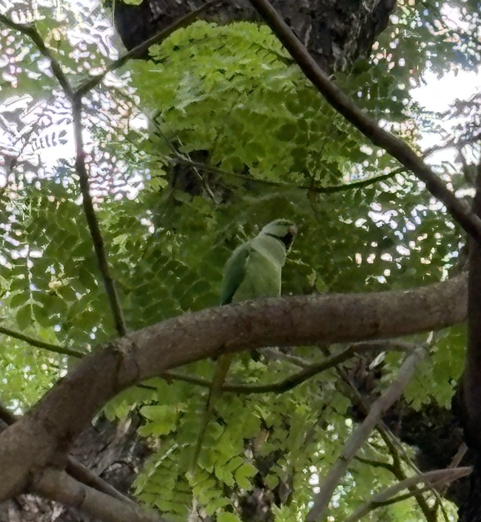Rose-ringed Parakeet - ML645773739