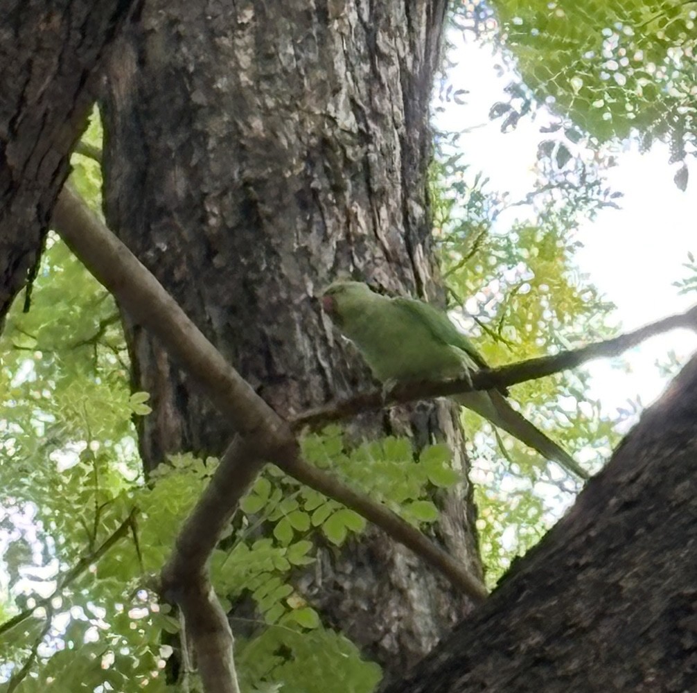 Rose-ringed Parakeet - ML645773740