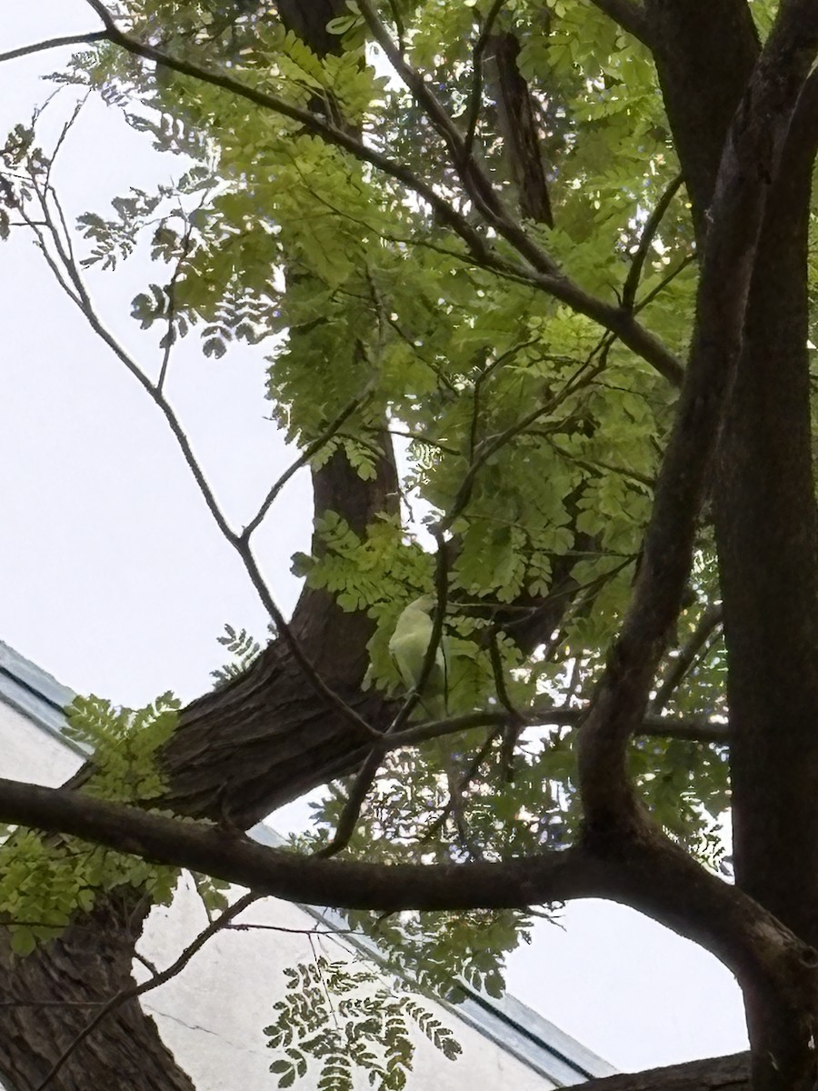 Rose-ringed Parakeet - ML645773741
