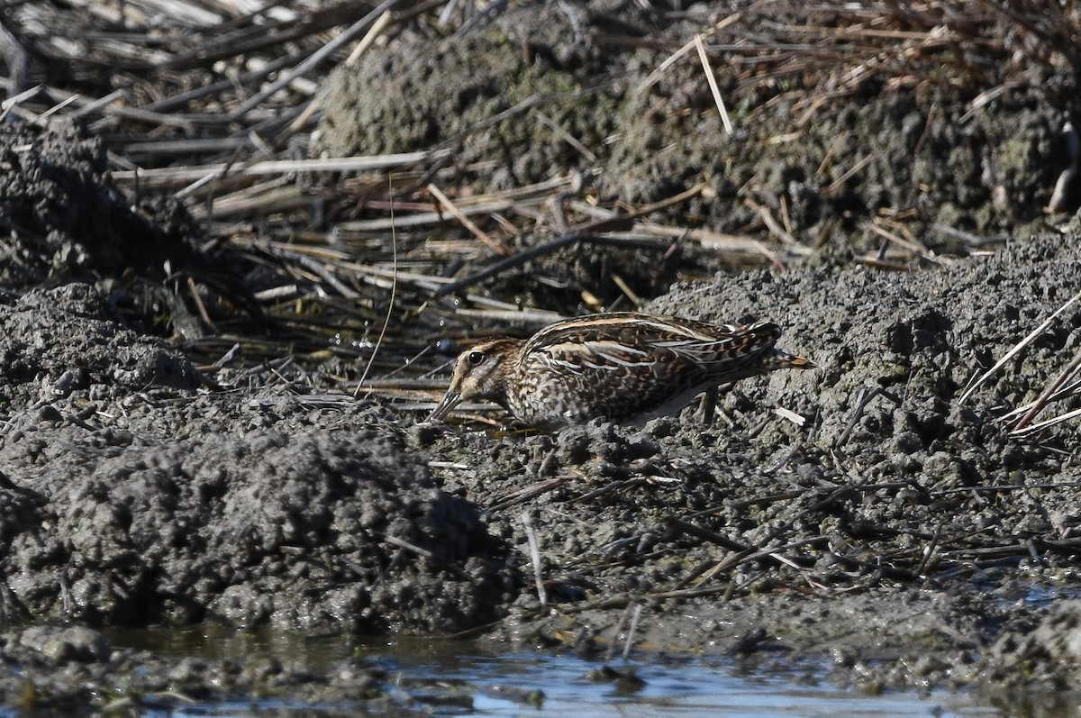 Common Snipe - ML645773743