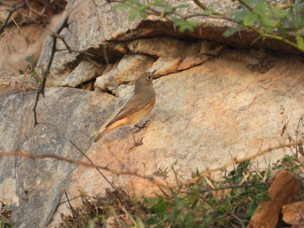 Black Redstart - ML645773746
