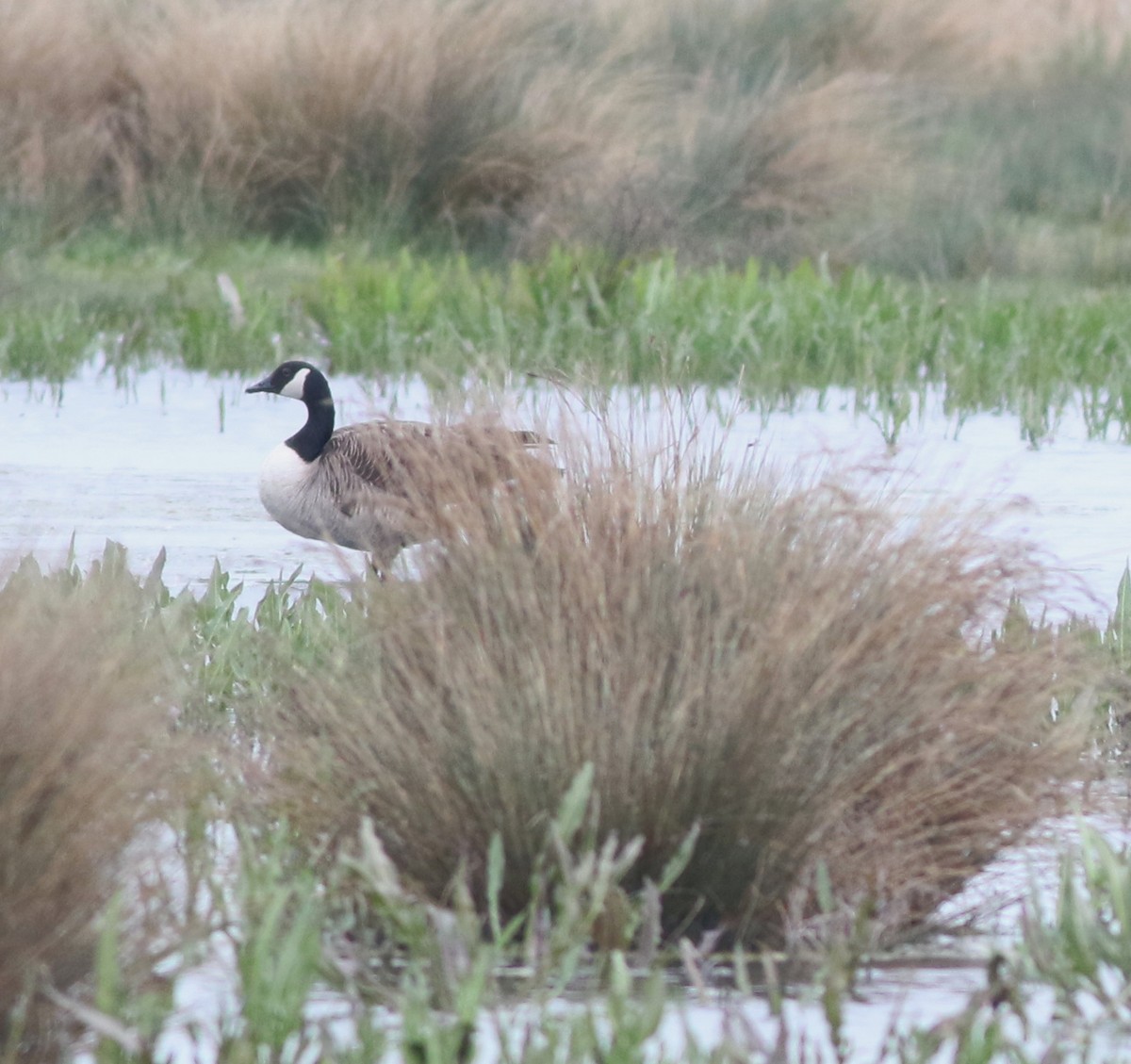 Canada Goose - ML645773748