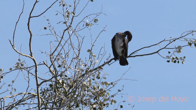 Great Cormorant (Eurasian) - ML645773749