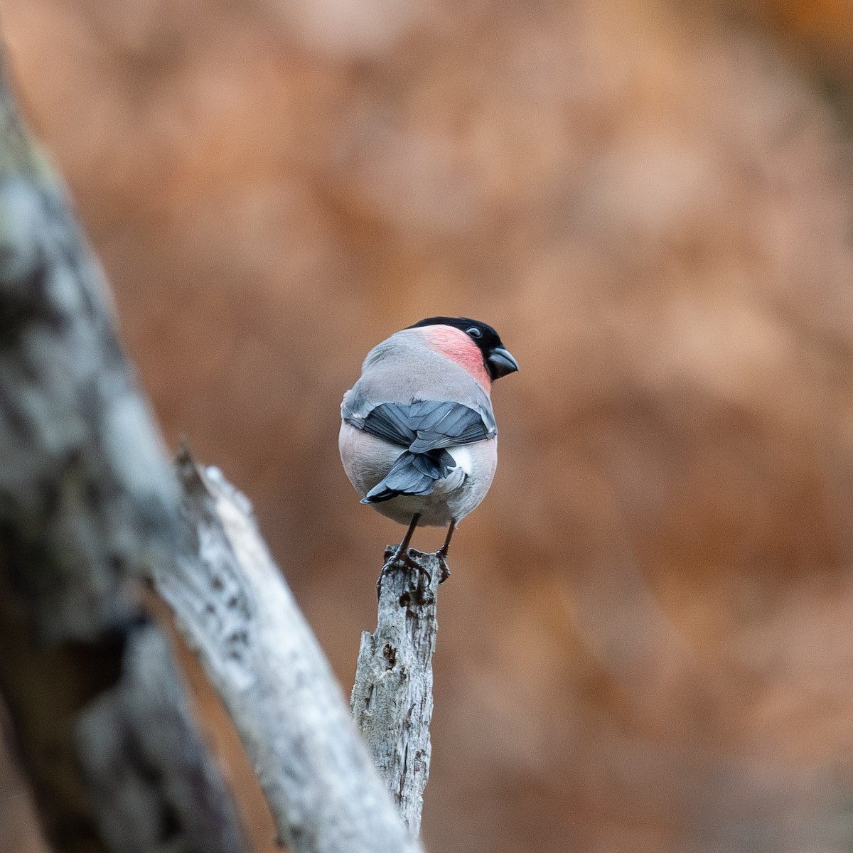 Eurasian Bullfinch - ML645773751