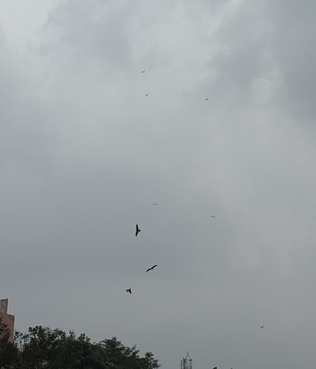 Black Kite (Black) - ML645773758