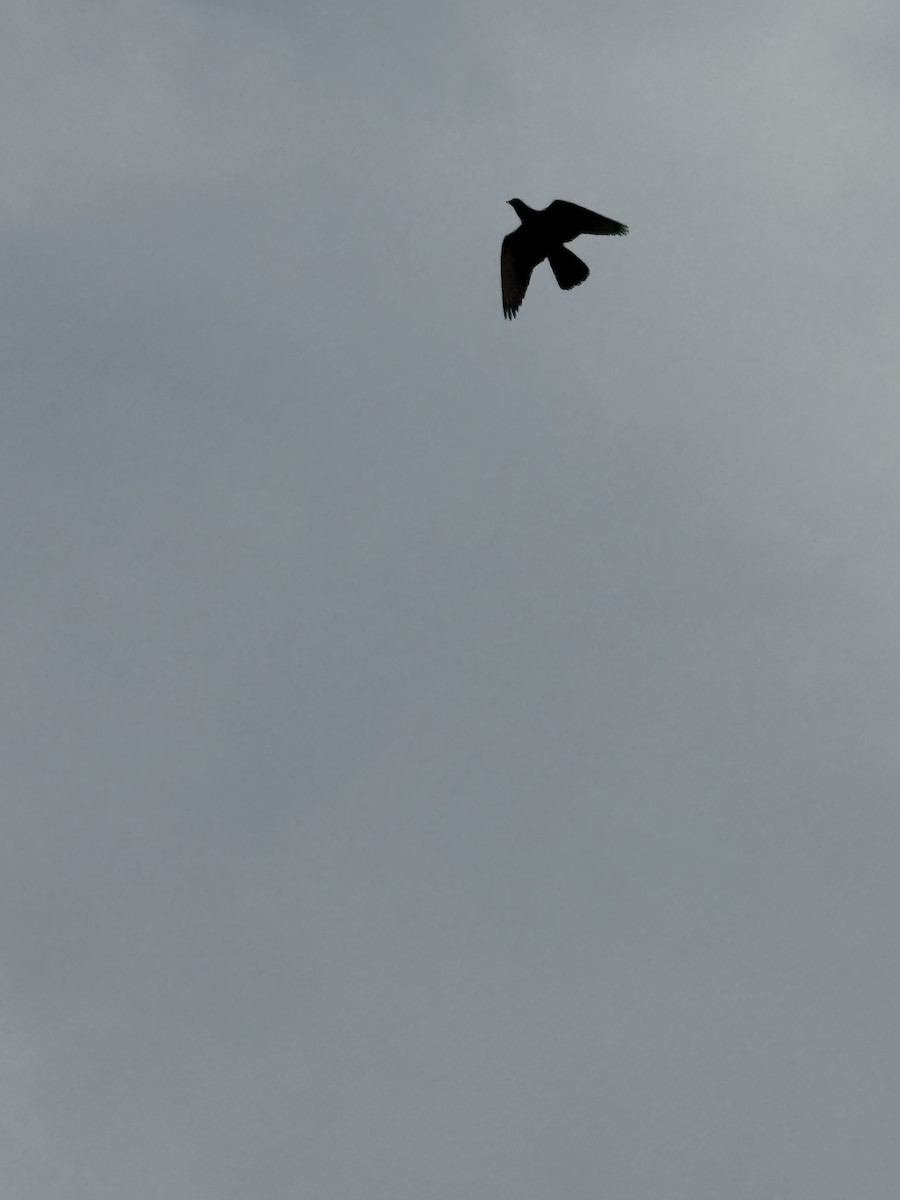 Black Kite (Black) - ML645773759