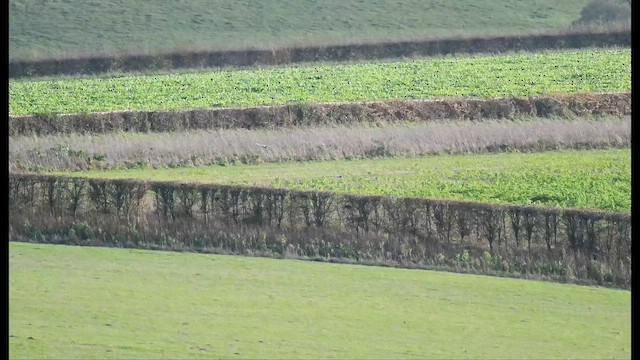 Hen Harrier - ML645773761