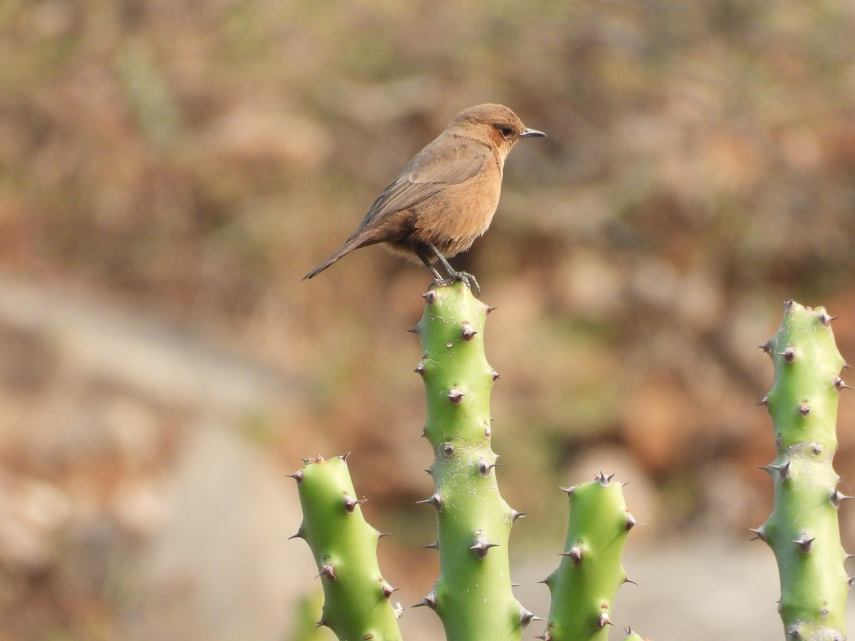 Brown Rock Chat - ML645773762