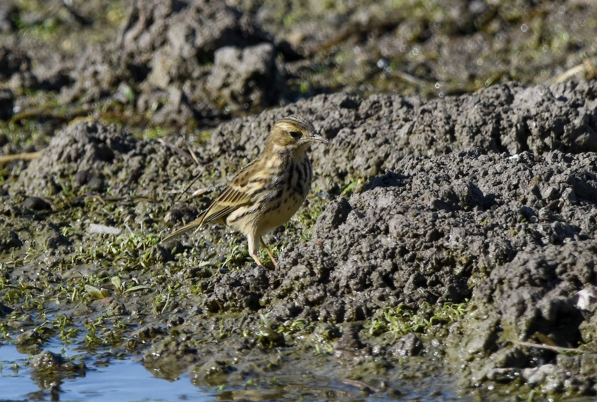 Meadow Pipit - ML645773763