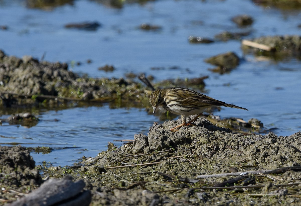 Meadow Pipit - ML645773764