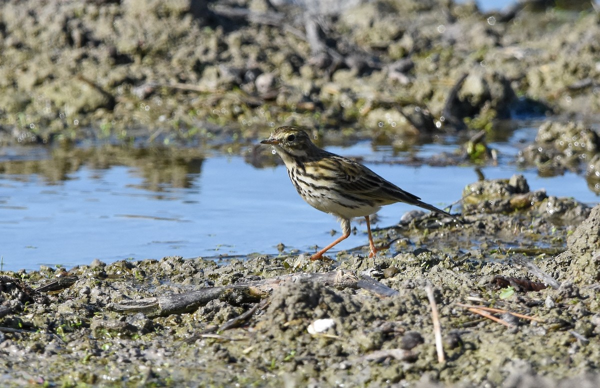 Meadow Pipit - ML645773765
