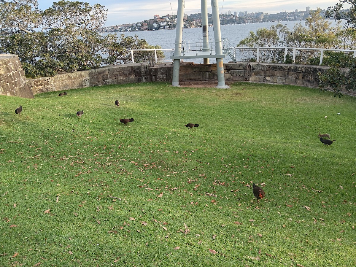 Australian Brushturkey - ML645773767