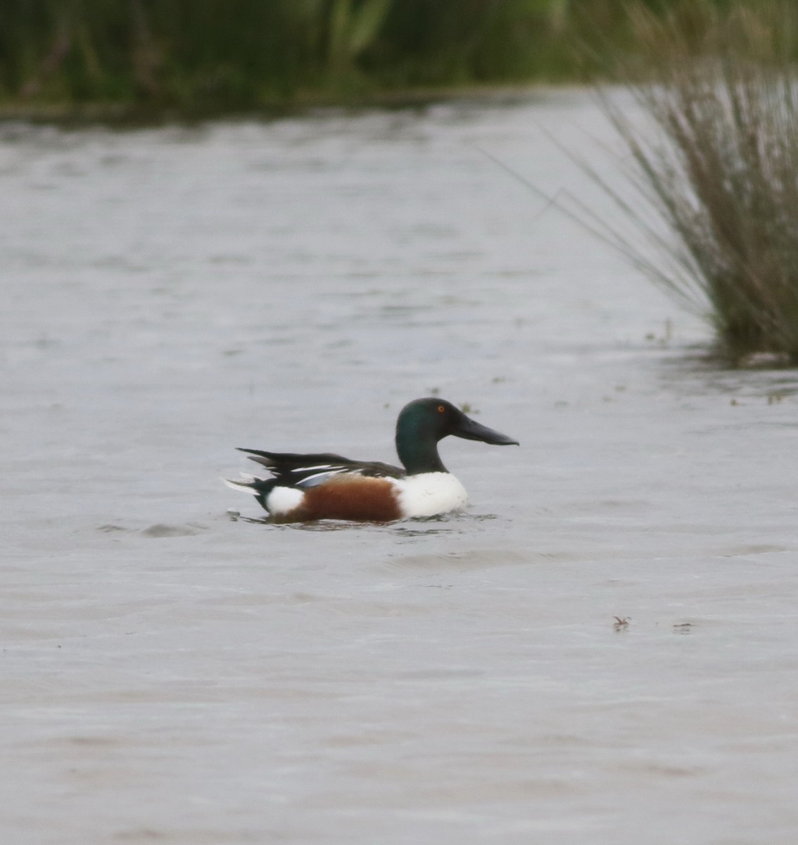 Northern Shoveler - ML645773768