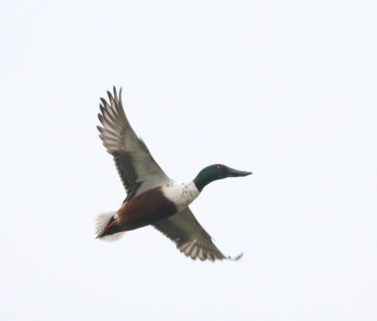Northern Shoveler - ML645773769
