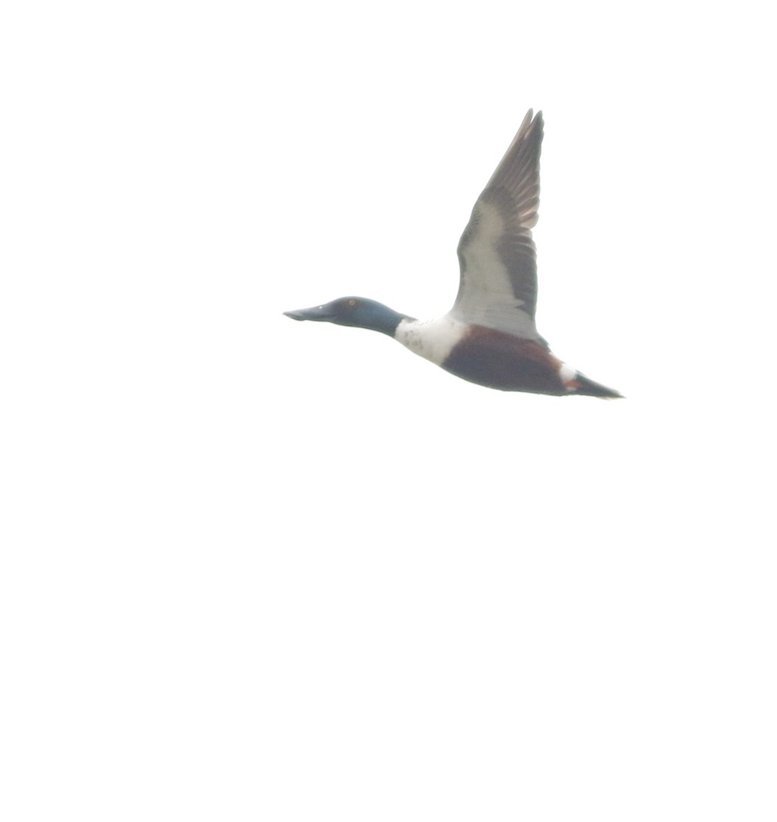 Northern Shoveler - ML645773770