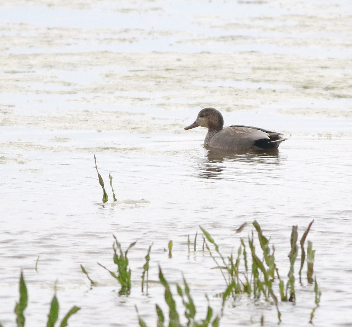Gadwall - ML645773774