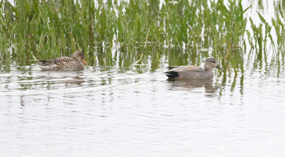 Gadwall - ML645773775