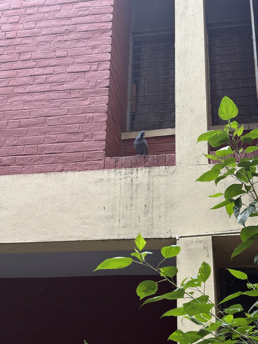 pigeon/dove sp. - ML645773792