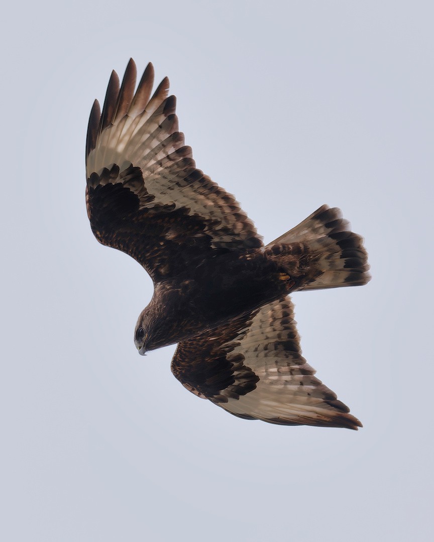 Rough-legged Hawk - ML645773793
