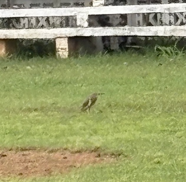 waterfowl sp. - ML645773798