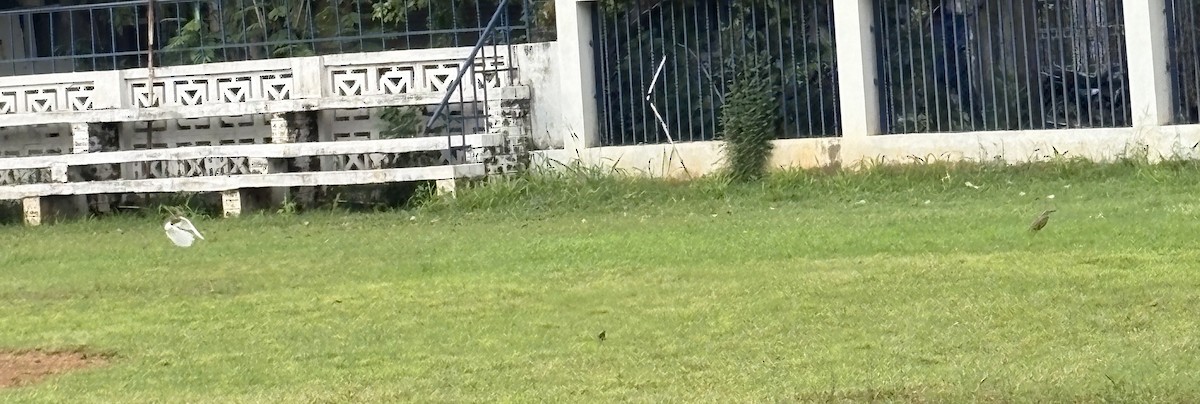 waterfowl sp. - ML645773799