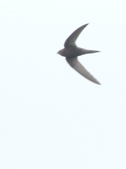 Common Swift - ML645773802