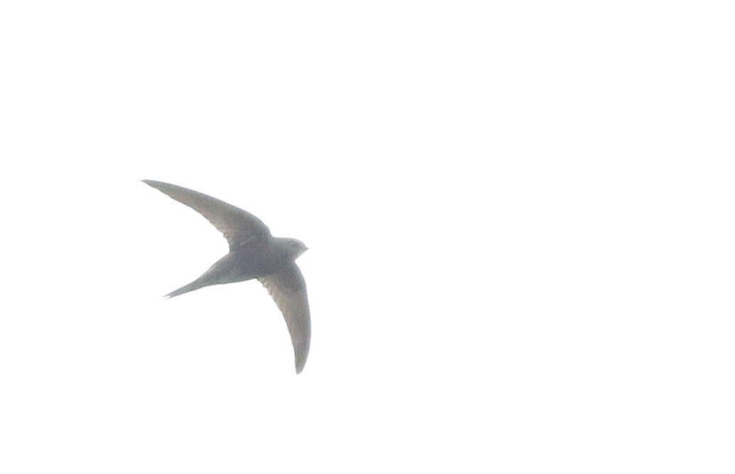 Common Swift - ML645773803