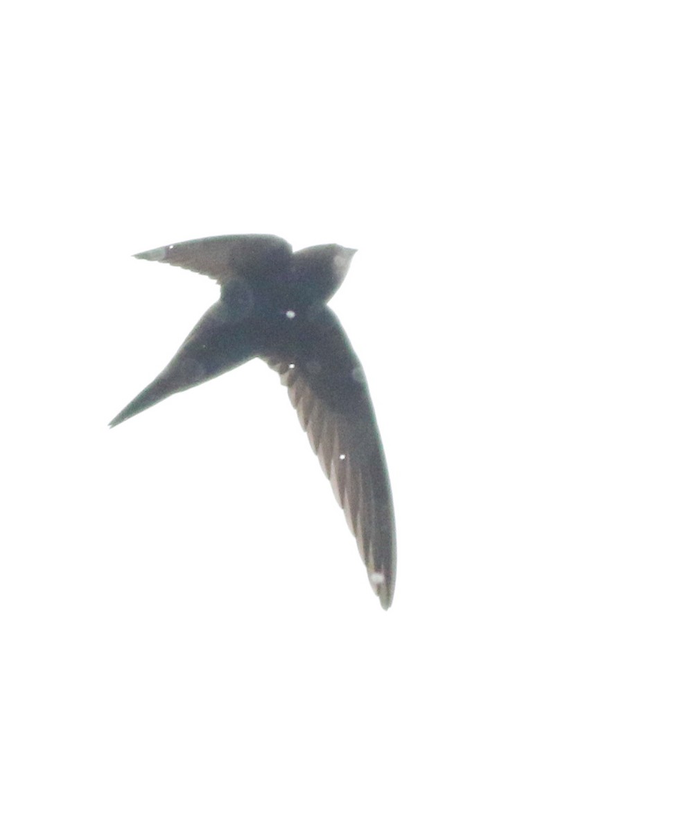 Common Swift - ML645773804
