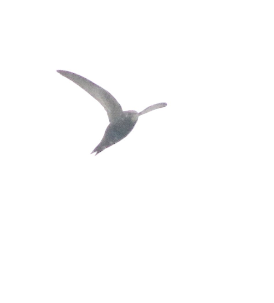 Common Swift - ML645773805