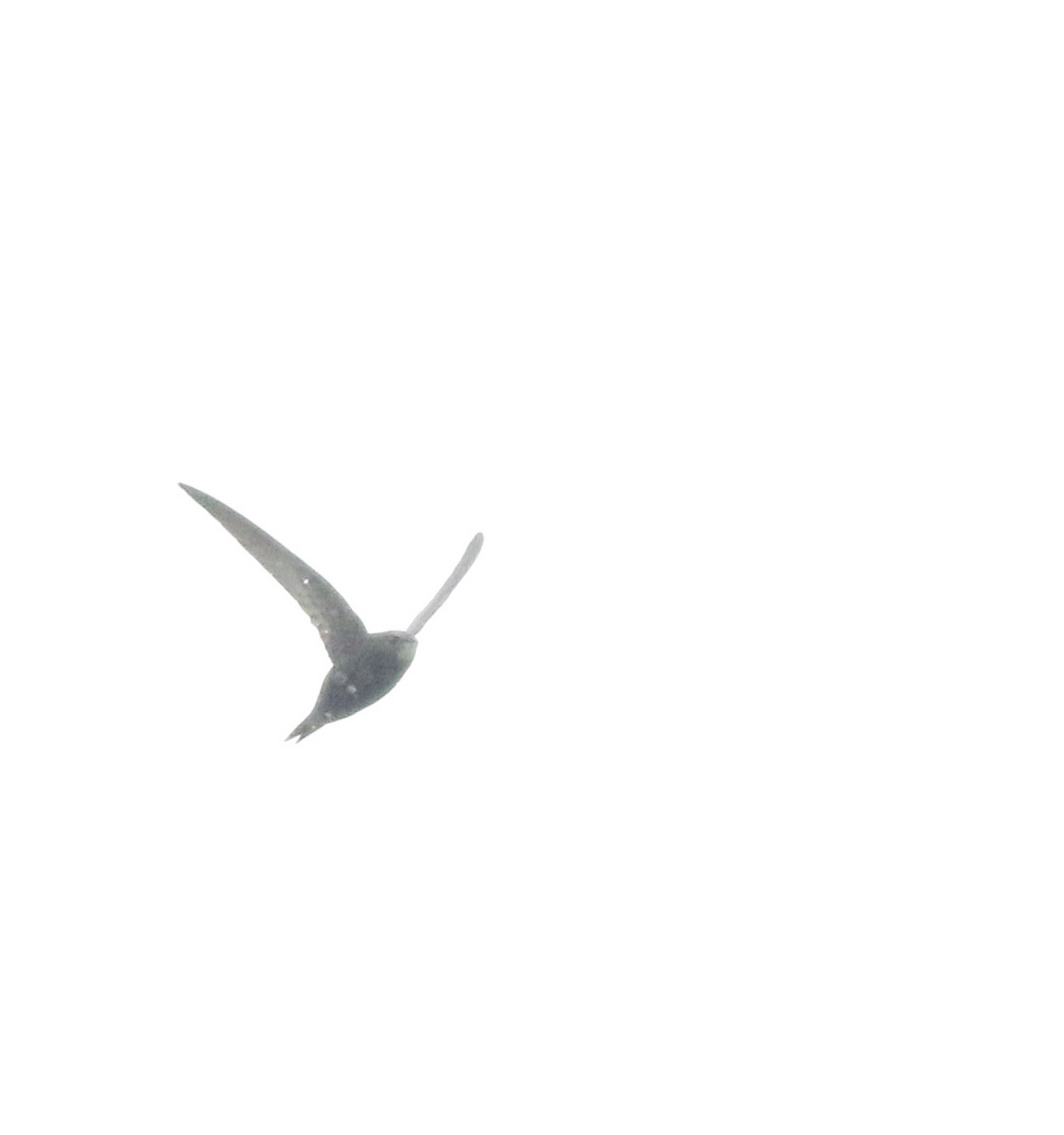 Common Swift - ML645773806