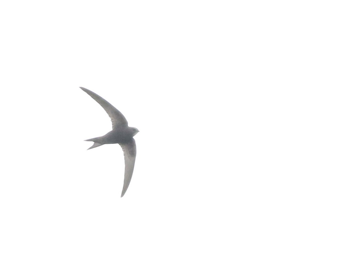 Common Swift - ML645773807