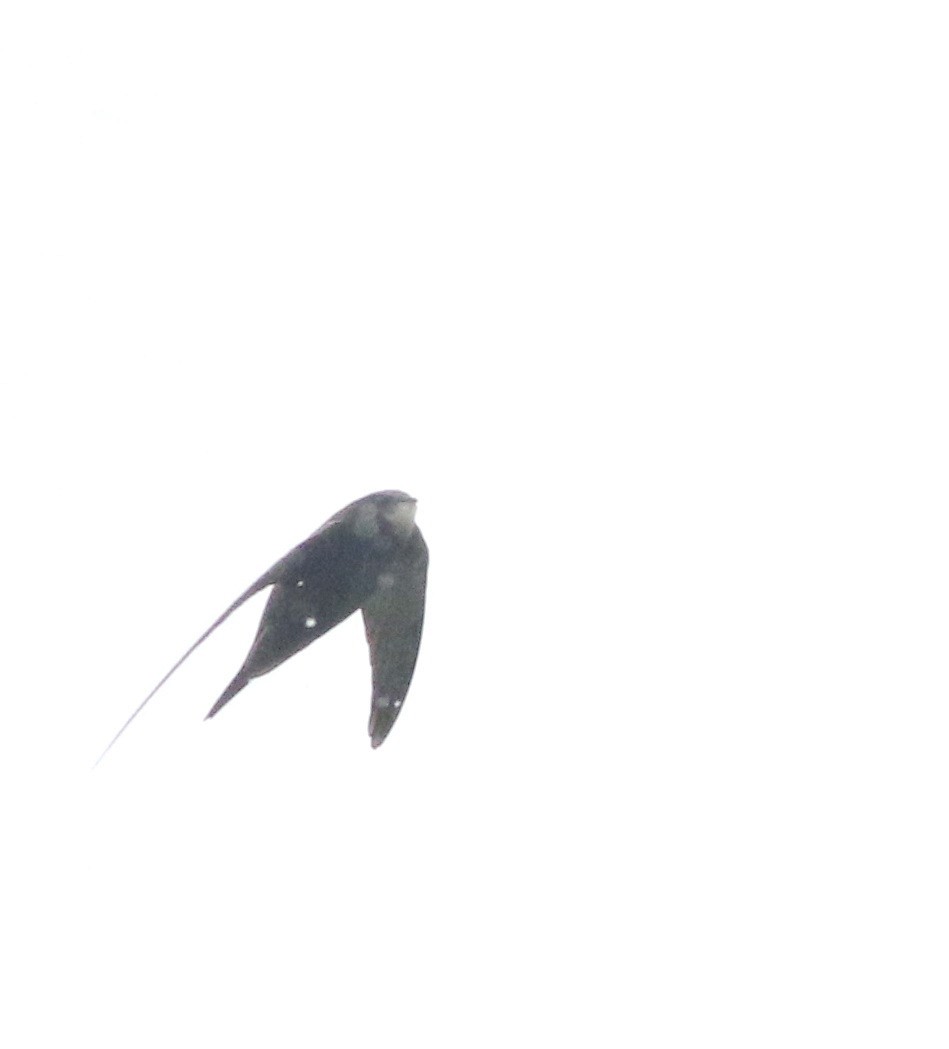Common Swift - ML645773808