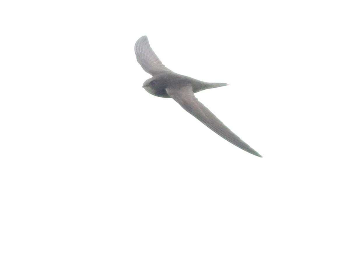 Common Swift - ML645773810