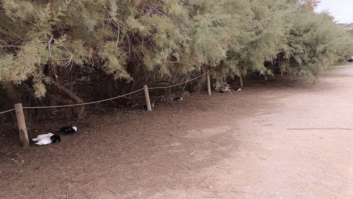 Muscovy Duck x Mallard (hybrid) - ML645773835