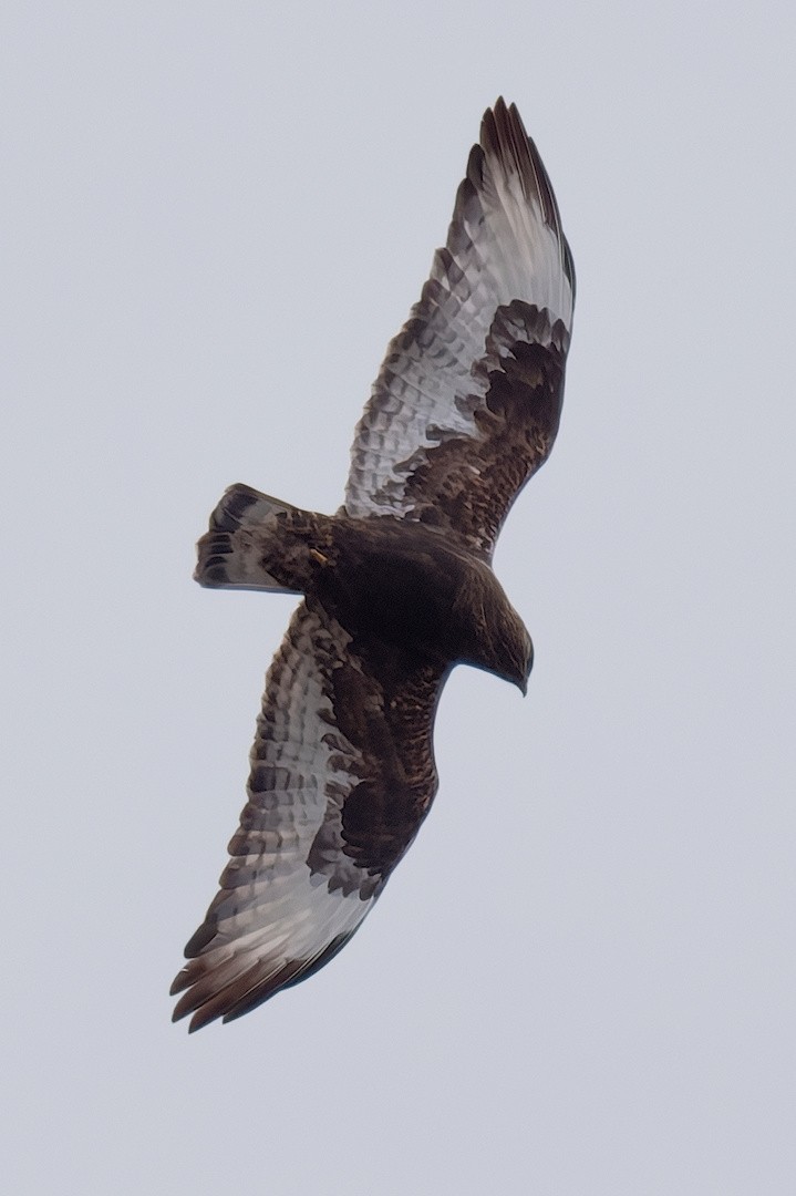 Rough-legged Hawk - ML645773837