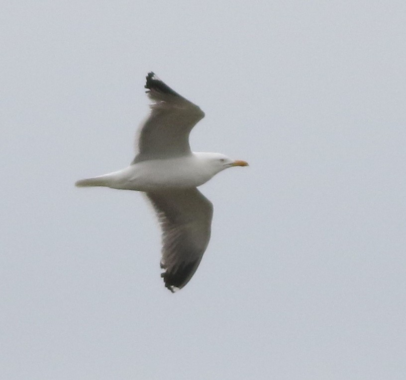 Lesser Black-backed Gull - ML645773860