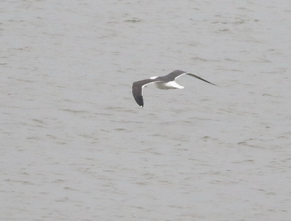 Lesser Black-backed Gull - ML645773863