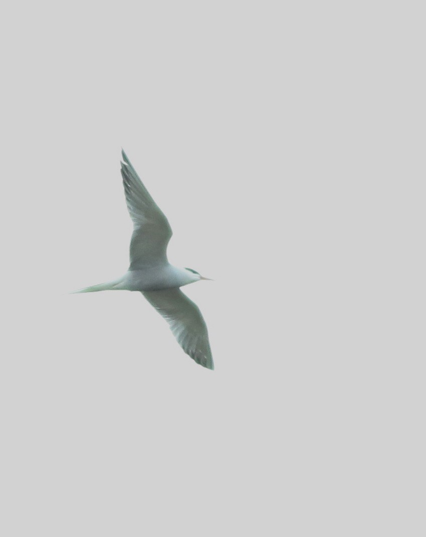 Common Tern - ML645773865
