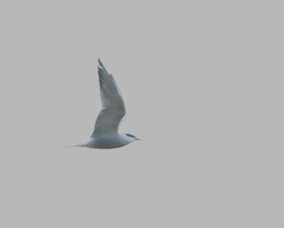 Common Tern - ML645773867