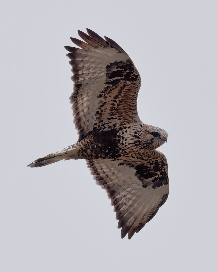 Rough-legged Hawk - ML645773871