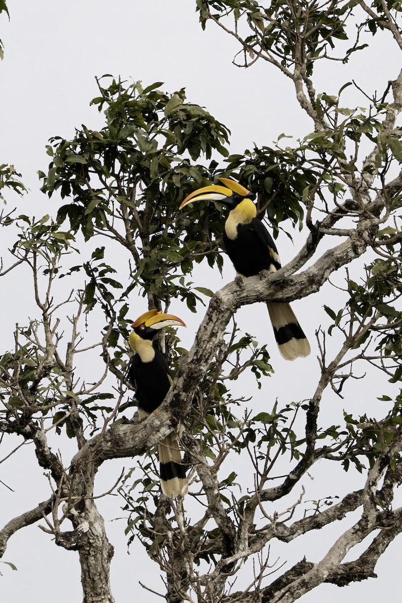 Great Hornbill - ML645773895