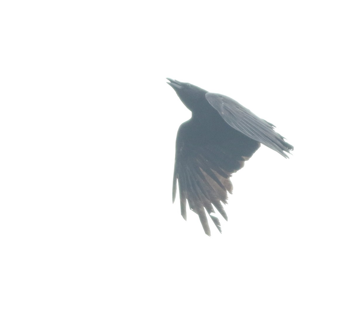 Carrion Crow - ML645773900