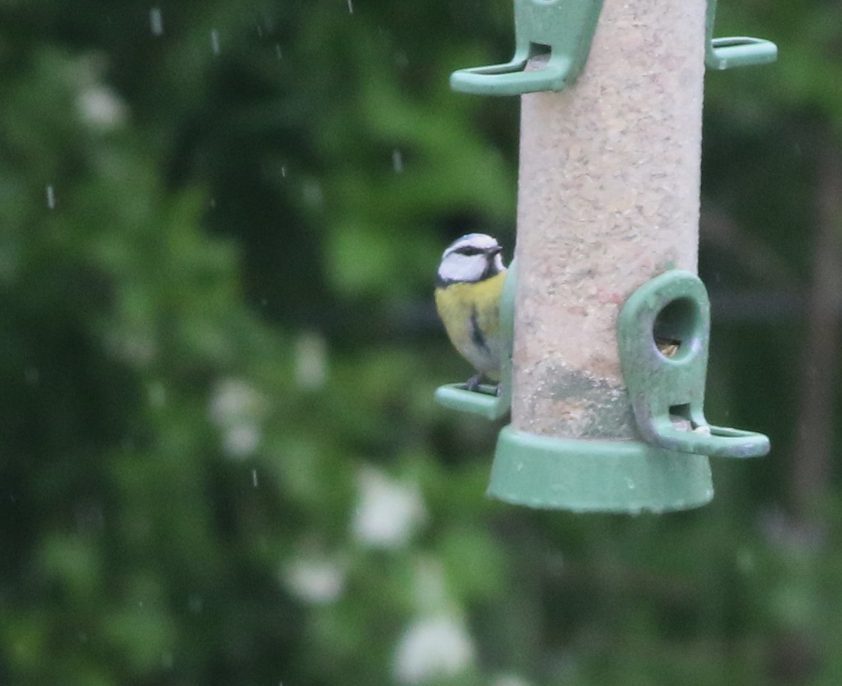 Eurasian Blue Tit - ML645773901
