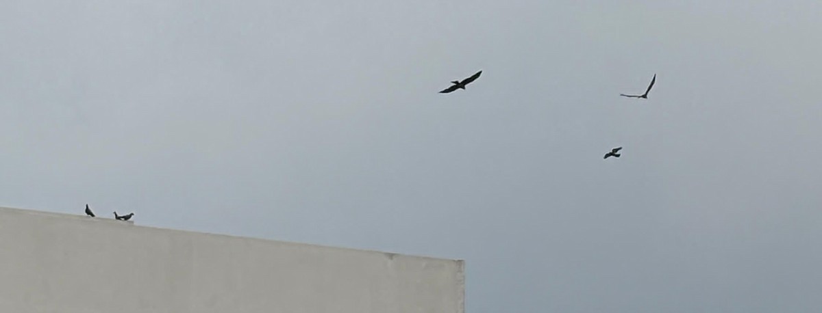 Black Kite - ML645773902