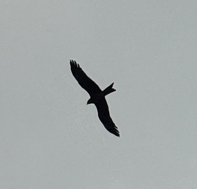 Black Kite - ML645773903
